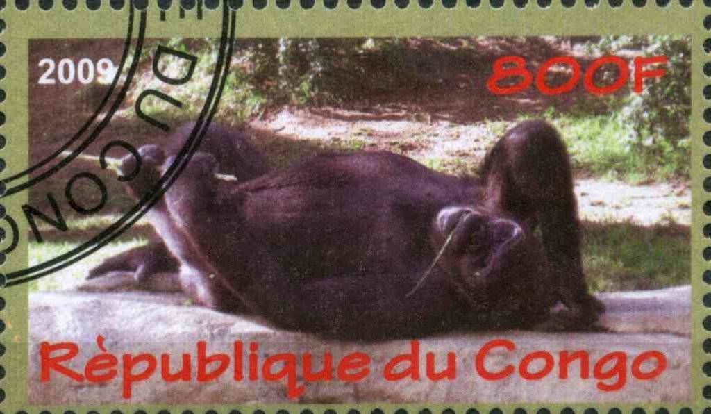 Gorilles