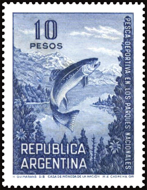 Brown Trout (Salmo trutta)