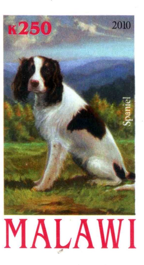 Spaniel