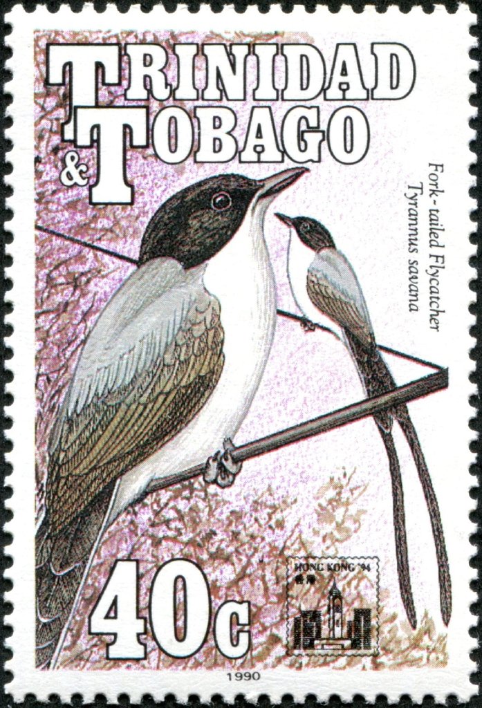 Fork-tailed flycatcher (Tyrannus savana)