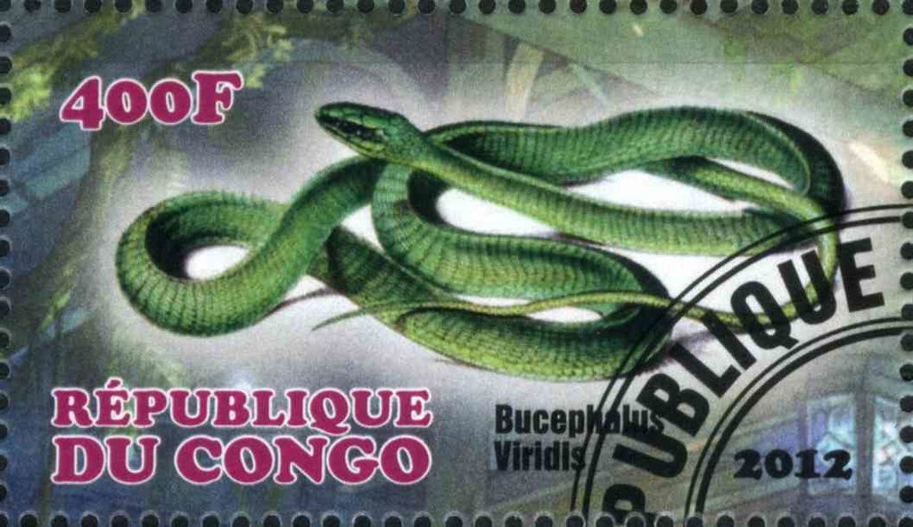 Bucephalus Viridis