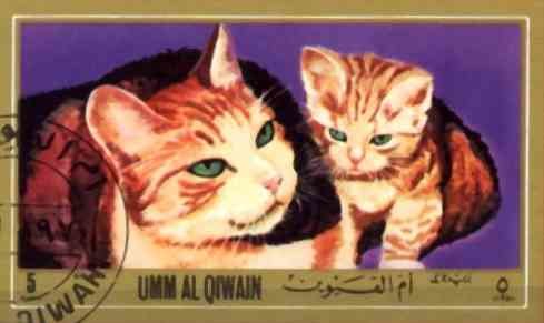 Domestic Cats (Felis silvestris catus)