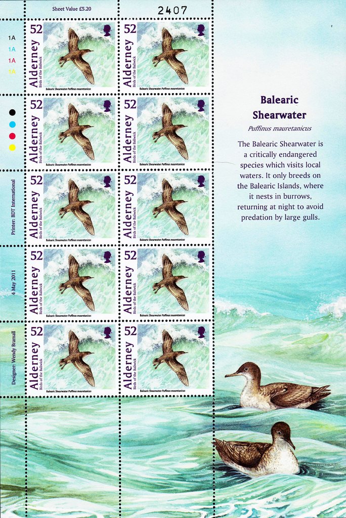 Balearic Shearwater (Puffinus mauretanicus)