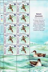 Mini Sheet, Balearic Shearwater (Puffinus mauretanicus), Alderney,  , Animals (Fauna), Birds