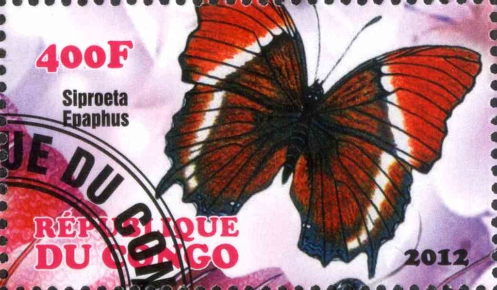 Siproeta Epaphus