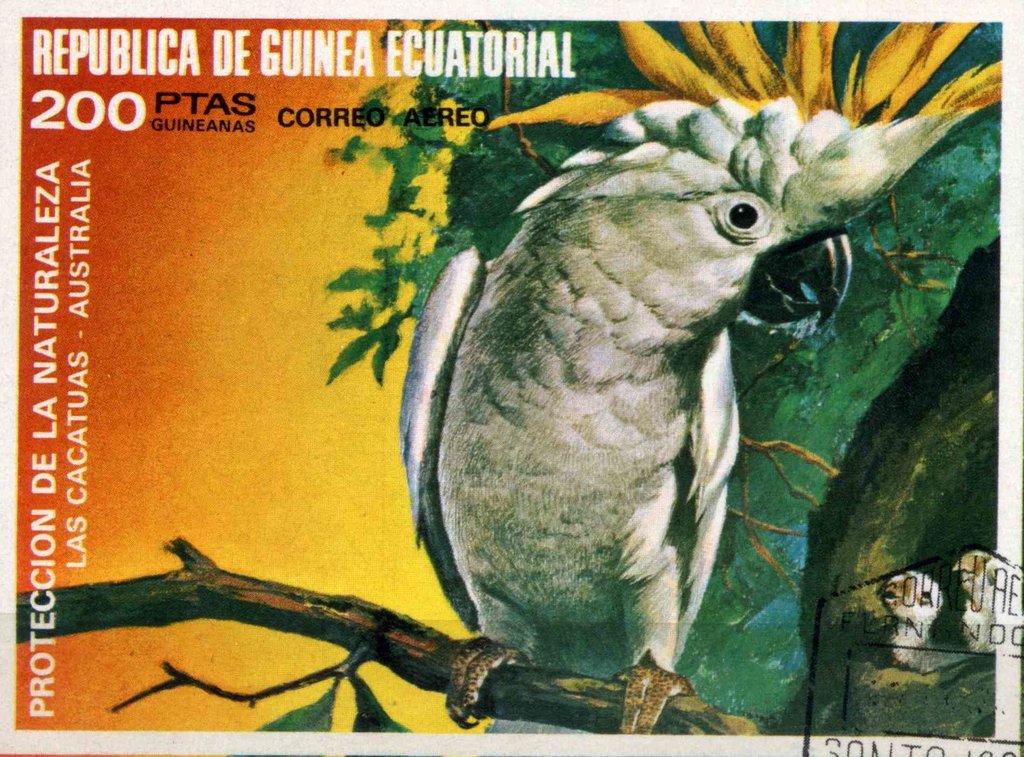 Yellow-crested Cockatoo (Cacatua galerita)