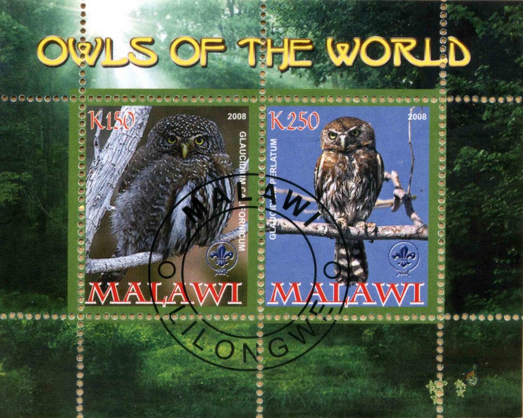 Owls of the World