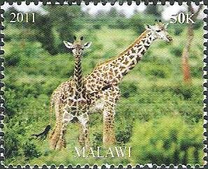 Stamp, Giraffes, Cinderellas,  , Animals (Fauna), Giraffes