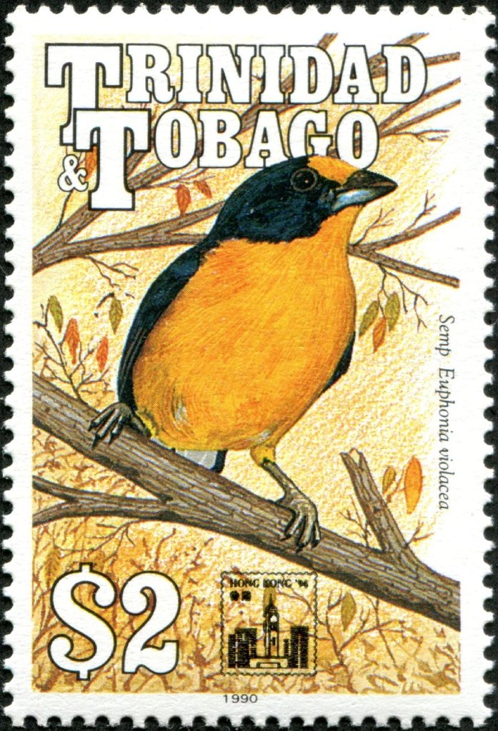 Violaceous Euphonia (Euphonia violacea)