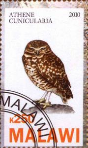 Stamp, Athene Cunicularia, Cinderellas,  , Animals (Fauna), Birds, Owls