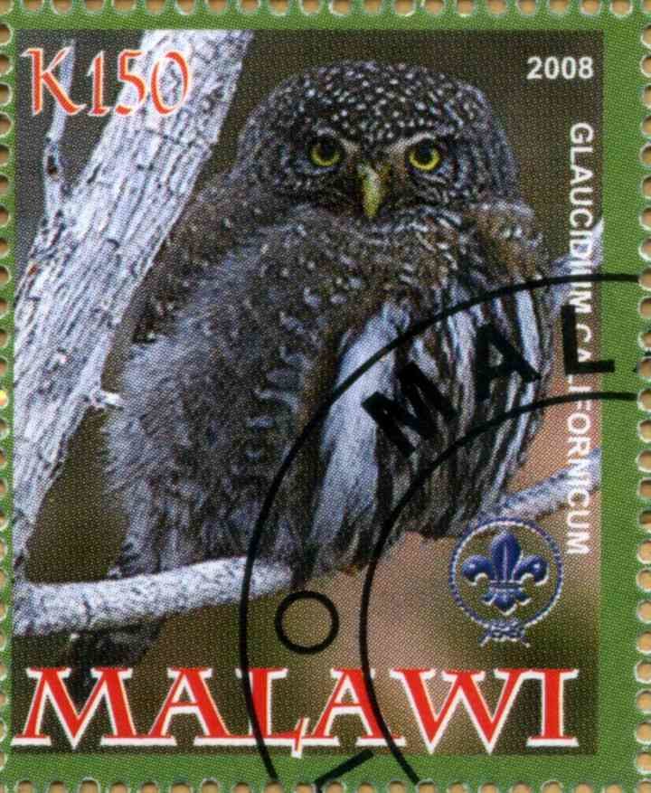 Glaucidium Californicum