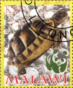 Stamp, Desert Tortoise, Cinderellas,  , Animals (Fauna), Turtles