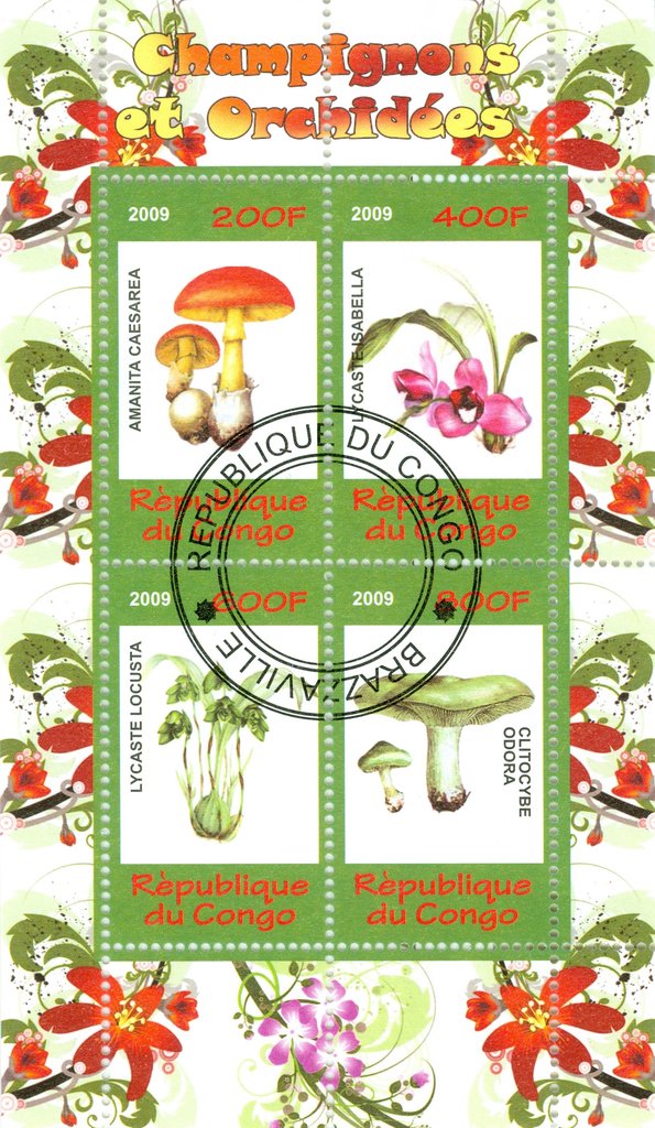 Mushrooms and orchids