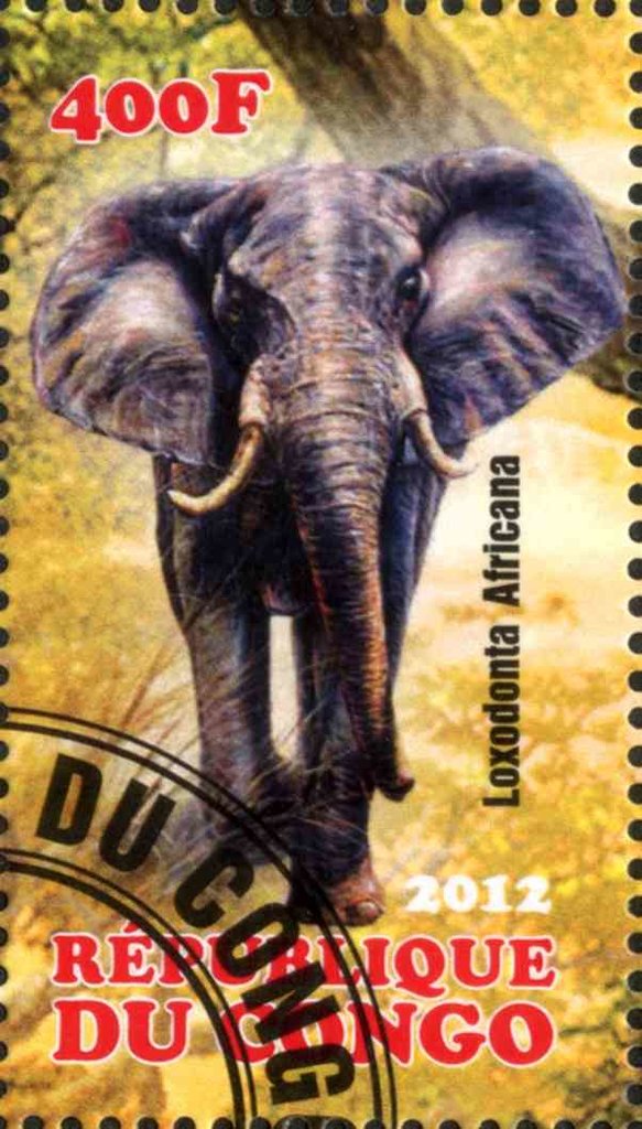 Loxodonta Africana
