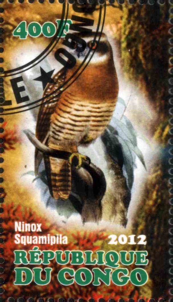Ninox Squamipila