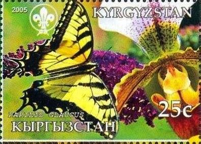 Papilio glaucus