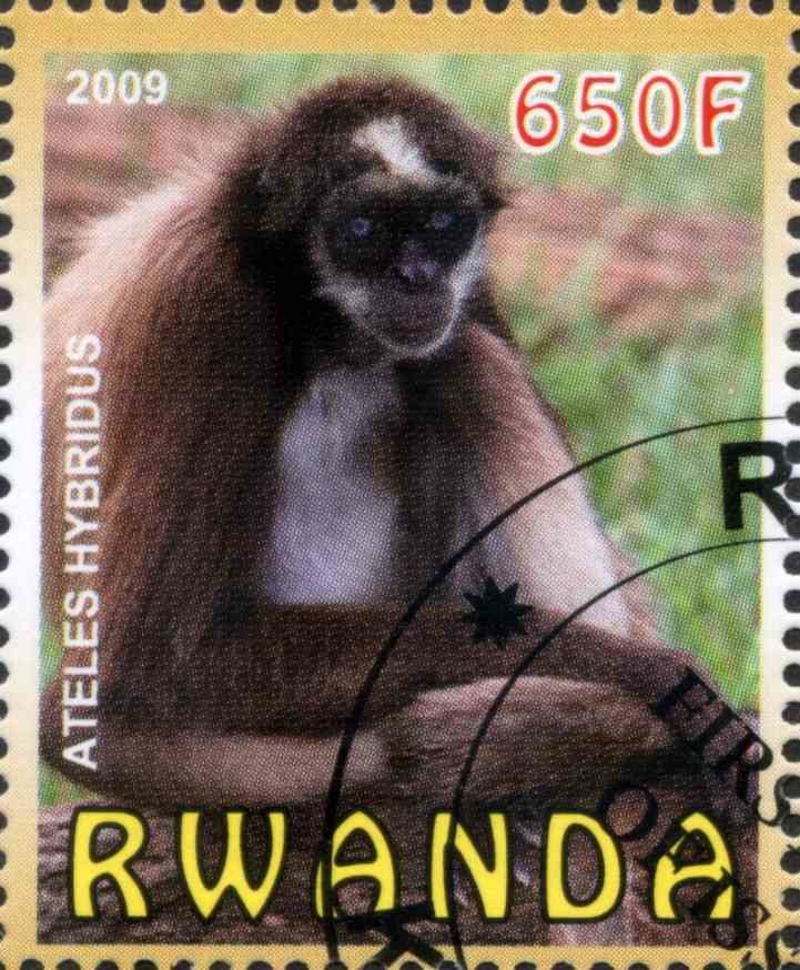Brown spider monkey (Ateles hybridus)
