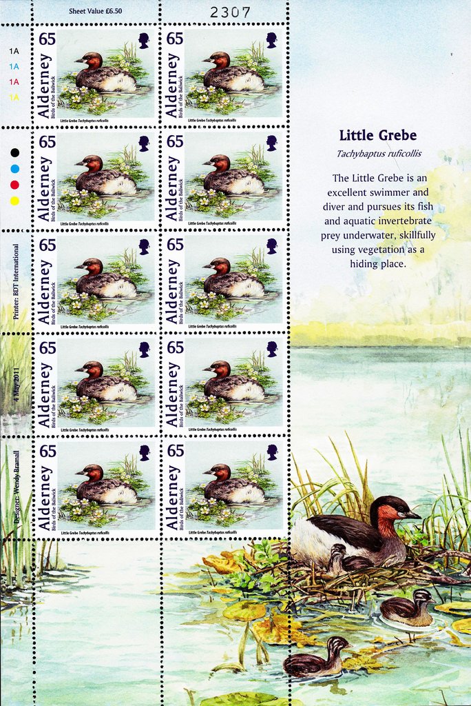 Little Grebe (Tachybaptus ruficollis)