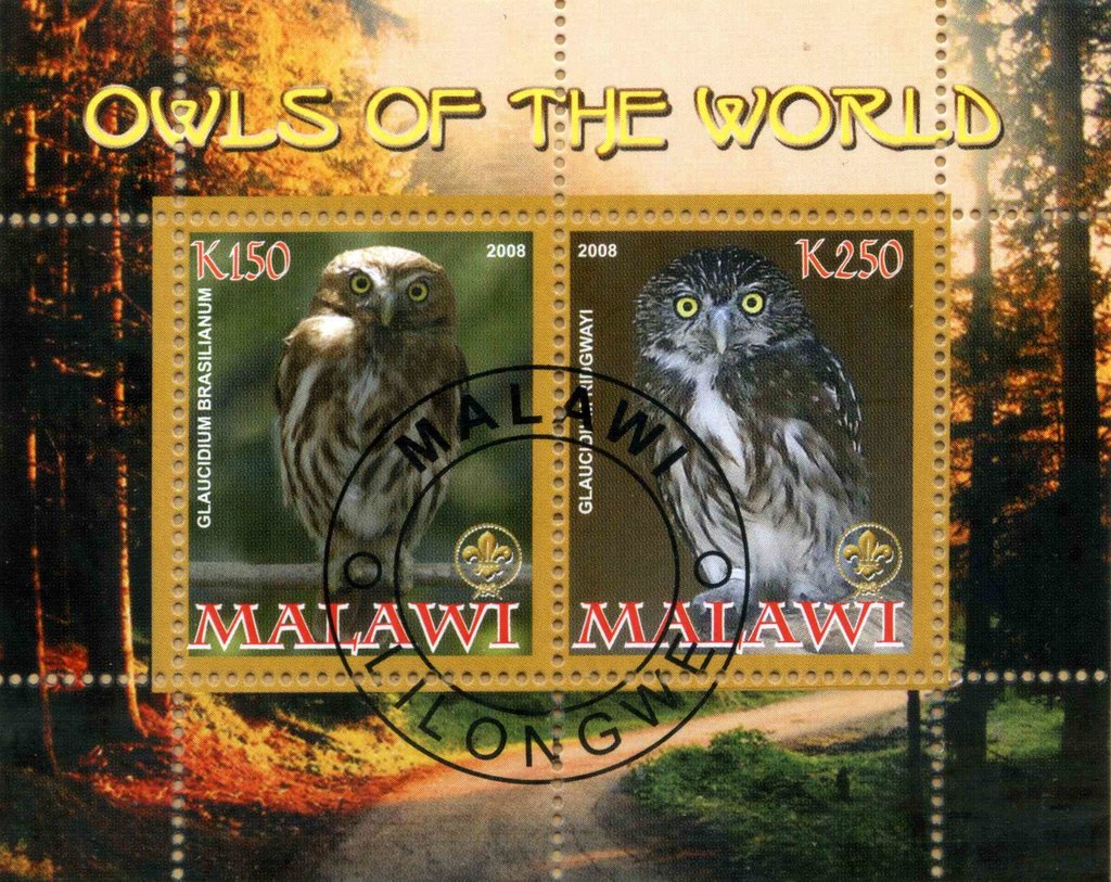 Owls of the World