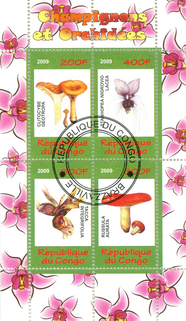 Mushrooms and orchids