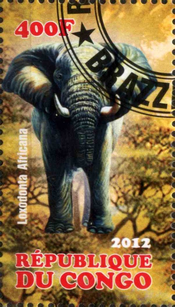 Loxodonta Africana