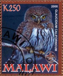 Stamp, Glaucidium Californicum, Cinderellas,  , Animals (Fauna), Birds, Owls