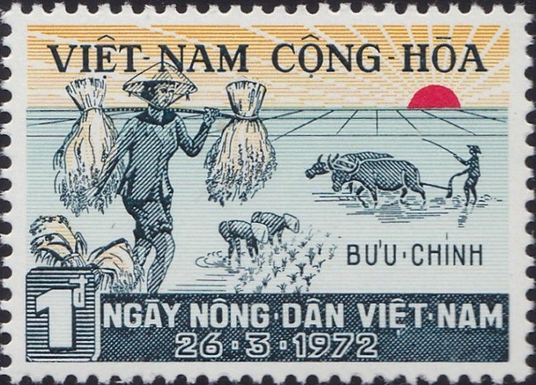 Harvesting Rice