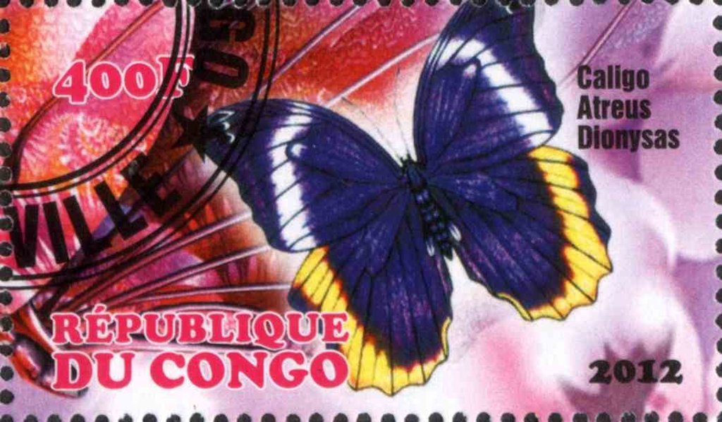 Caligo Atreus Dionysas