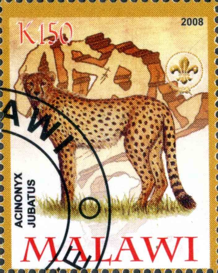 Acinonyx Jubatus