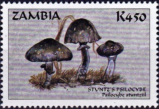 Psilocybe stuntzii