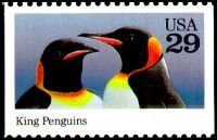 King Penguin (Aptenodytes patagonicus)