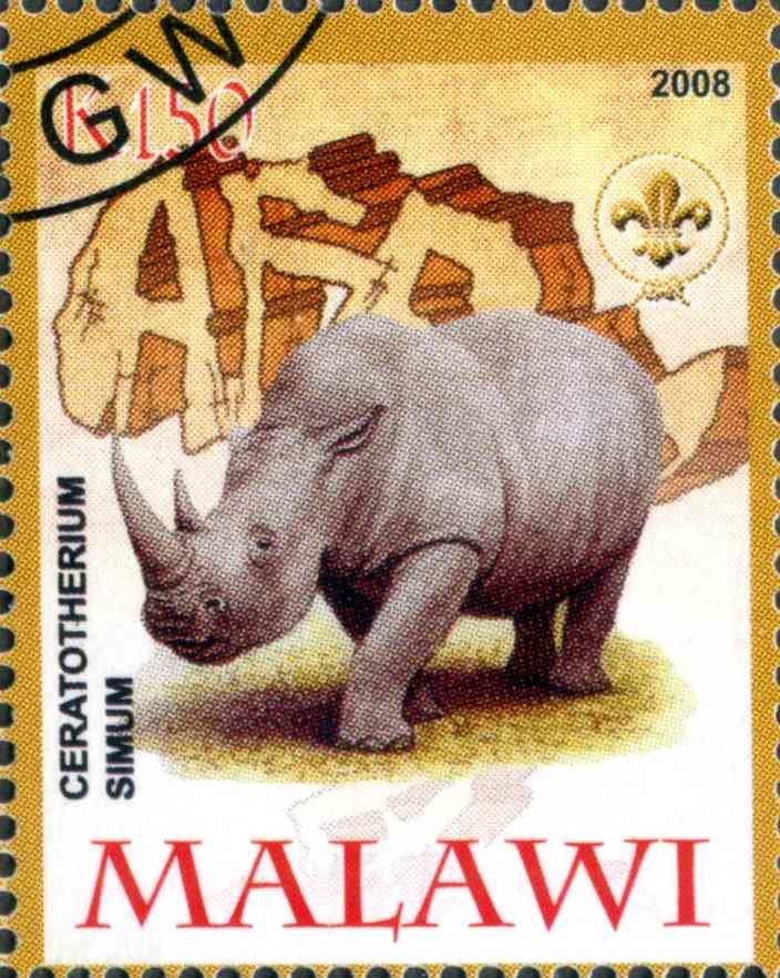 Ceratotherium Simum