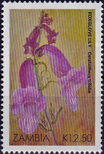 Foxglove Lily - Ceratotheca triloba