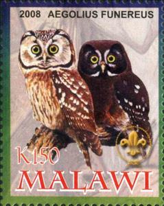 Stamp, Aegolius Funereus, Cinderellas,  , Animals (Fauna), Birds, Owls