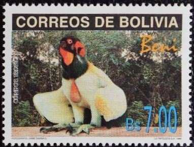 Tropical Condor