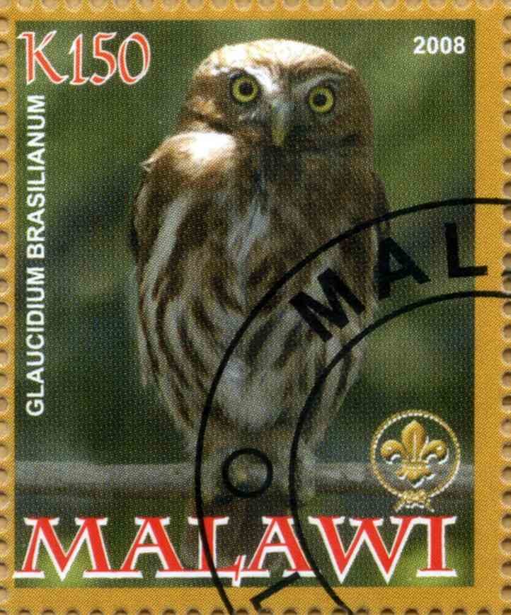 Glaucidium Brasilianum