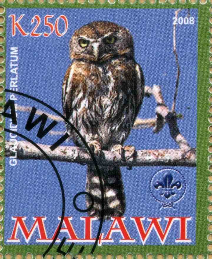 Glaucidium Perlatum