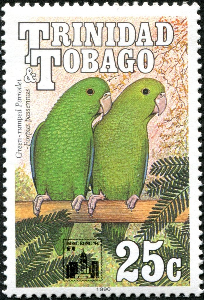 Green-rumped Parrotlet (Forpus passerinus)