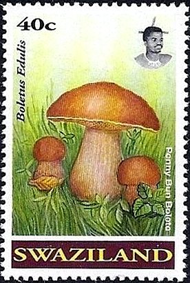 Boletus edulis