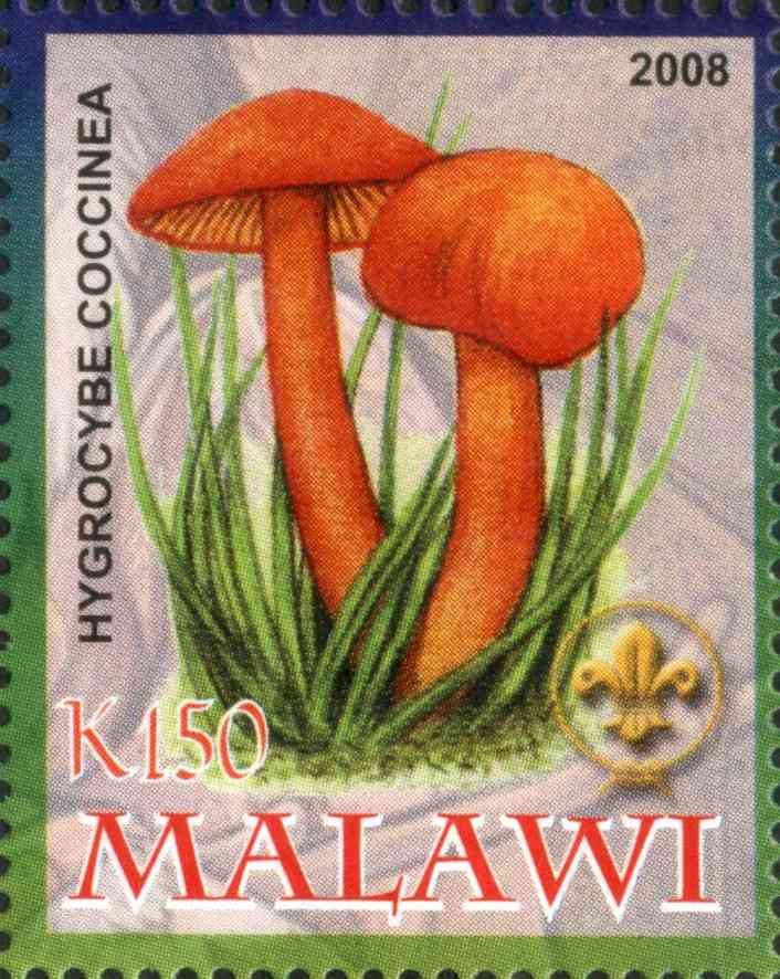 Hygrocybe Coccinea