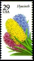 Hyacinth