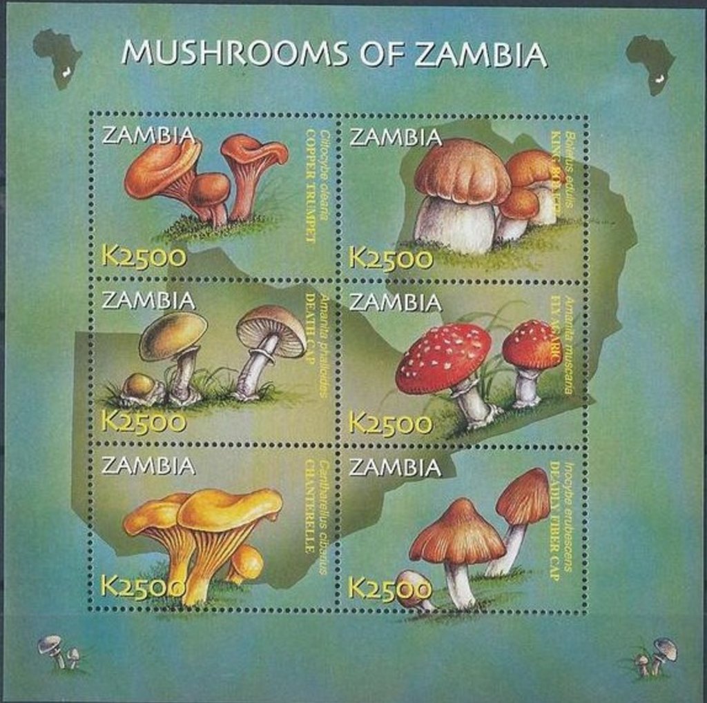Mushrooms of Zambia