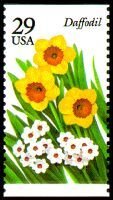 Daffodil