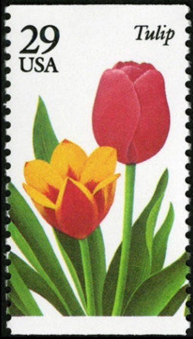 Tulip