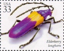 Elderberry Longhorn (Desmocerus palliatus)