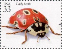Eye-spotted Lady Beetle (Anatis mali)