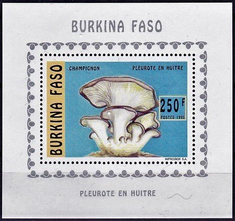 Pleurotus ostreatus