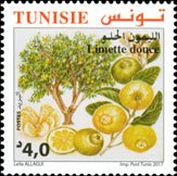 The Sweet Lemon Bergamot