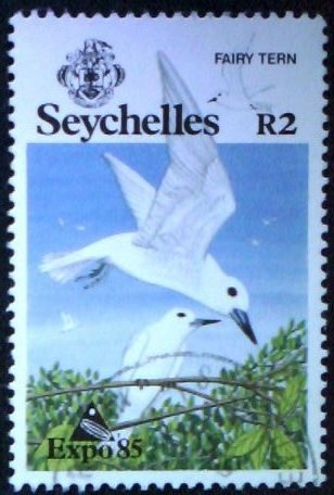 White terns (Fairy Tern)