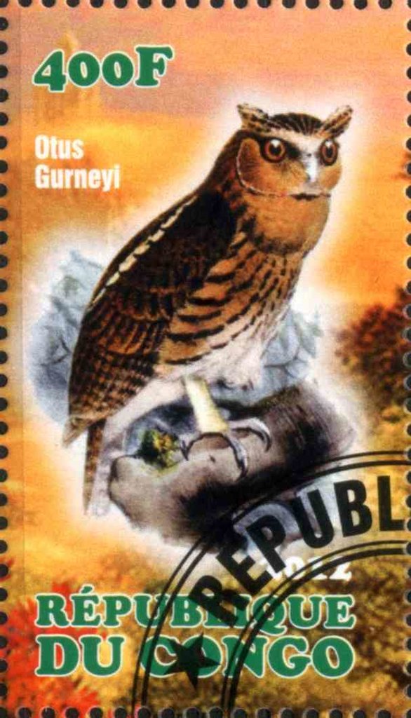 Otus Gurneyl
